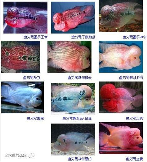 品種排名羅漢魚品種